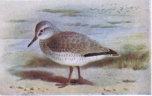 イギリスの島の鳥とその卵からの結び目、フレデリックワーン＆Co Ltdから出版、1958年